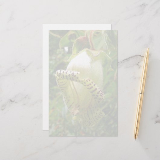 Papeterie Capanea Grandiflora (Devant/Arrière en situation)