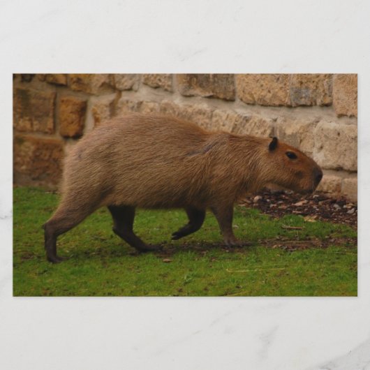 Papeterie capybara (Devant)