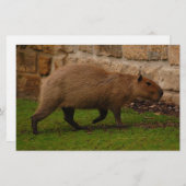 Papeterie capybara (Devant / Derrière)