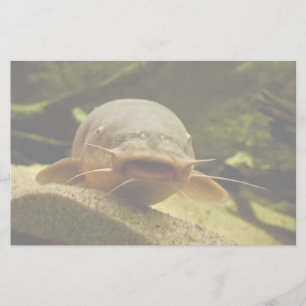 Papeterie Catfish