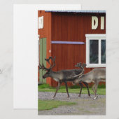 PAPETERIE CERFS COMMUNS DE DISCO (Devant / Derrière)