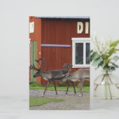 PAPETERIE CERFS COMMUNS DE DISCO (Debout devant)