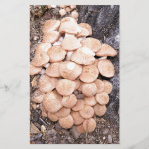 Papeterie champignons sans anneau