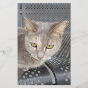 Papeterie Chat