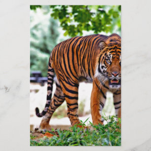Papeterie chat à motif tigre personnalisé Anniversaires