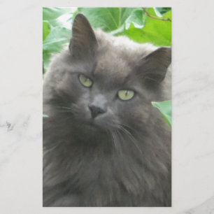 Papeterie Chat bleu russe gris-long