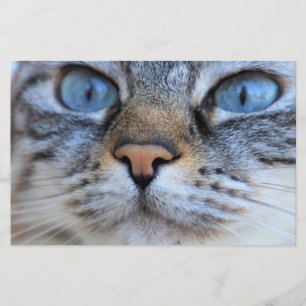 Papeterie Chat gris