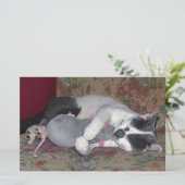 Papeterie Chaton couchant (Debout devant)