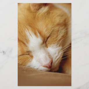 Papeterie Chaton couchant