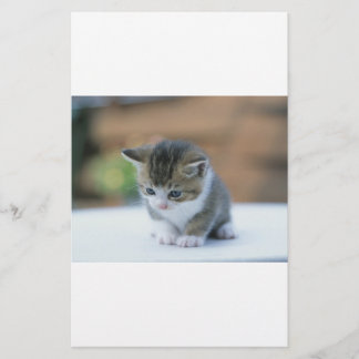 Papeterie Chaton mignon