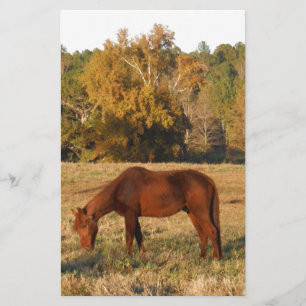 Papeterie Cheval Brown dans le champ d'arbre jaune