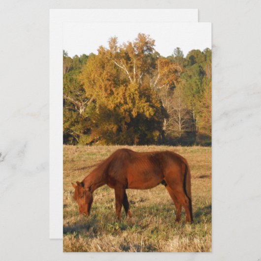 Papeterie Cheval Brown dans le champ d'arbre jaune (Devant / Derrière)