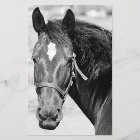 Papeterie Cheval noir blanc (Devant)