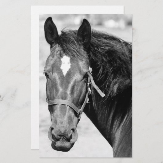 Papeterie Cheval noir blanc (Devant / Derrière)