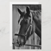 Papeterie Cheval noir blanc - Art de photographie animalière (Devant / Derrière)