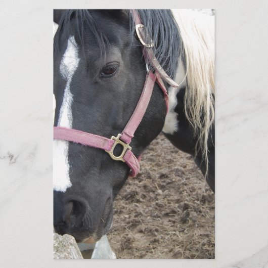 Papeterie Cheval Paint Pinto (Devant)
