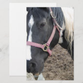 Papeterie Cheval Paint Pinto (Devant / Derrière)