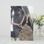 Papeterie Cheval Paint Pinto (Debout devant)