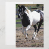 Papeterie Cheval Pinto Paint (Devant / Derrière)