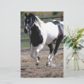 Papeterie Cheval Pinto Paint (Debout devant)