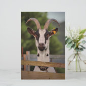 Papeterie Chèvre avec cornes debout contre clôture (Debout devant)