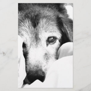 Papeterie chien endormi blotti sur lit noir blanc
