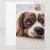 Papeterie Chien Espagnol Coqueur Triste (Devant / Derrière)