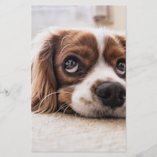 Papeterie Chien Espagnol Coqueur Triste (Devant)