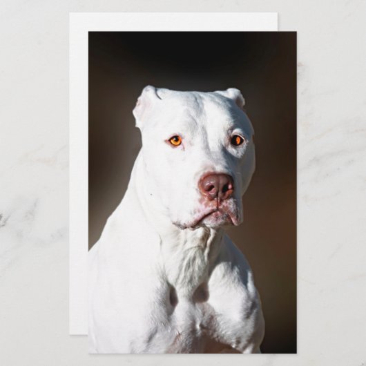 Papeterie Chien Secouru de Pitbull Terrier américain blanc (Devant / Derrière)