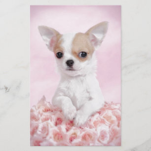 Papeterie Chiwawa dans le rose avec des roses