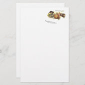 Papeterie Chouette noire Jack O' Lantern sorch's Broom (Devant / Derrière)