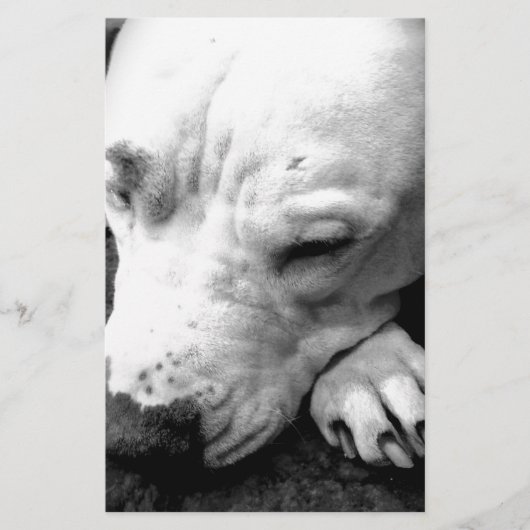 Papeterie cicatrice de harry potter chien pit bull blanc (Devant)