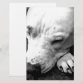 Papeterie cicatrice de harry potter chien pit bull blanc (Devant / Derrière)