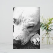 Papeterie cicatrice de harry potter chien pit bull blanc (Debout devant)