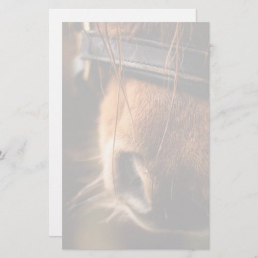 Papeterie Closeudo d'un mignon cheval Brown nez (Devant / Derrière)