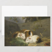 Papeterie Cochons de Guinée (par George Morland) (Devant / Derrière)