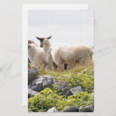 Papeterie Conception risquée - Moutons dans un champ (Devant / Derrière)