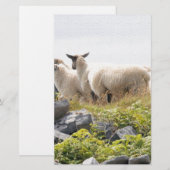 Papeterie Conceptions originales - Moutons dans un champ (Devant / Derrière)