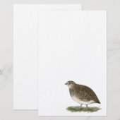 Papeterie Coturnix Quail (Devant / Derrière)