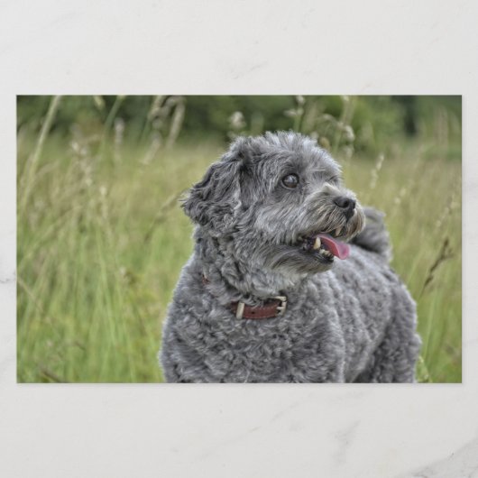 Papeterie Cute Terrier Chien (Devant)