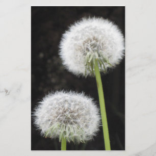 Papeterie - Dandelions
