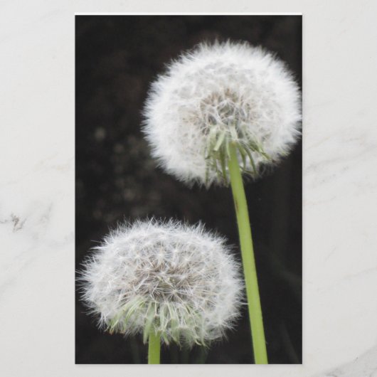 Papeterie - Dandelions (Devant)