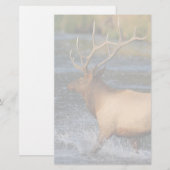 Papeterie élans (Devant / Derrière)