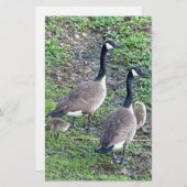 Papeterie Famille canadienne d'oies (Devant / Derrière)