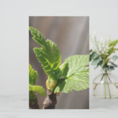 Papeterie Feuille de figue fraîche (Debout devant)