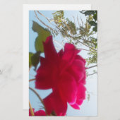 Papeterie Fleur céleste : Un Rose contre le ciel (Devant / Derrière)