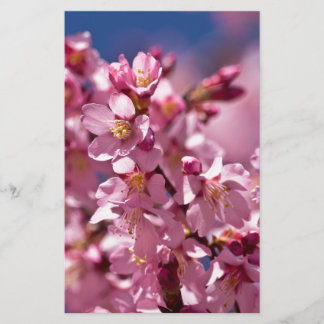 Papeterie Fleurs de cerisier Sakura embrassées par la lumièr