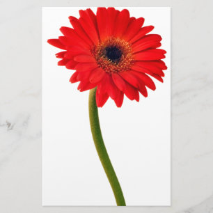 Papeterie Fleurs de marguerite rouge de Gerber