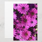 Papeterie Fleurs d'ostéospermum pourpres (Devant / Derrière)