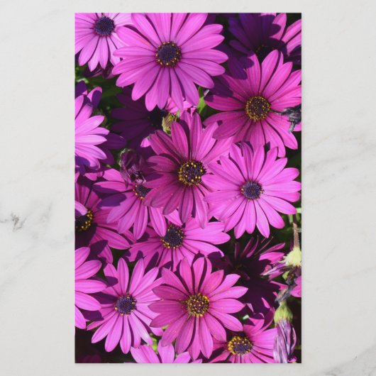 Papeterie Fleurs d'ostéospermum pourpres (Devant)